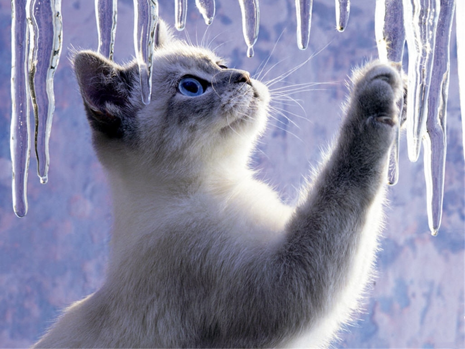 ice-cat-cats-31471539-1600-1200.jpg