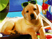 puppy - cute-puppies icon