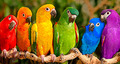 Birds - animals photo