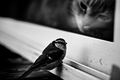 Cat And a Bird  - animals photo