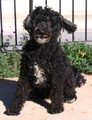 Cyprus Poodle - dogs photo
