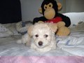 Cyprus Poodle - dogs photo
