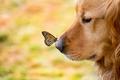 Dog And a Butterfly  - animals photo