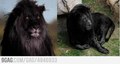 Last black lion on earth - random photo