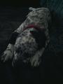 Saddie!...my puppy (shepard/dalmation mix) - dogs photo