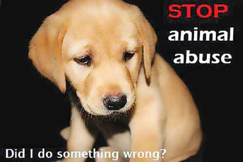 stop animal abuse pictures