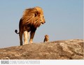 The Lion King is REAL! - random photo