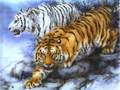 cool tigers - animals photo