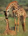 giraffes:) - animals photo