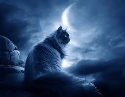  mooncat