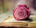 pink rose - random photo