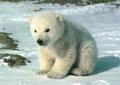 polar bear:) - animals photo
