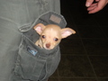 puppy in a pocket! - puppies photo