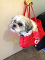 toto in a bag - dogs photo