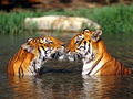 two tigers:) - animals photo