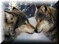 wolves - animals photo