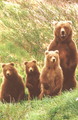 Bears - animals photo