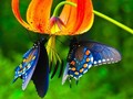 Butterflies  - animals photo