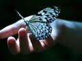 Butterfly  - animals photo