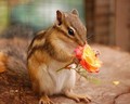 Chipmunk - animals photo
