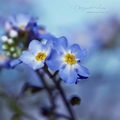 Flowers - daydreaming photo