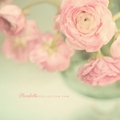 Soft Flowers - daydreaming photo