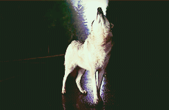 serigala