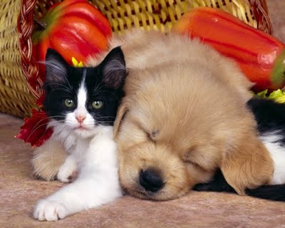  anjing and kucing