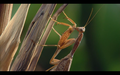 praying-mantises - mantids in rainforest wallpaper
