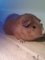 my baby g-pigs - guinea-pigs photo