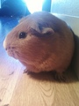 my baby g-pigs - guinea-pigs photo