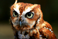 owl - animals photo