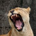 Roar! - lions photo