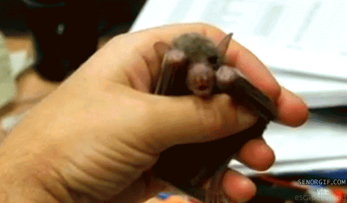  Baby Bat