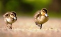 Baby Ducks  - animals photo
