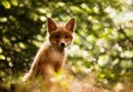 Baby Fox  - animals photo