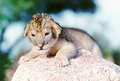 Baby lion cub - animals photo