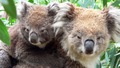 Cute Koalas - animals photo