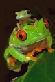 Cute frogs! - animals photo
