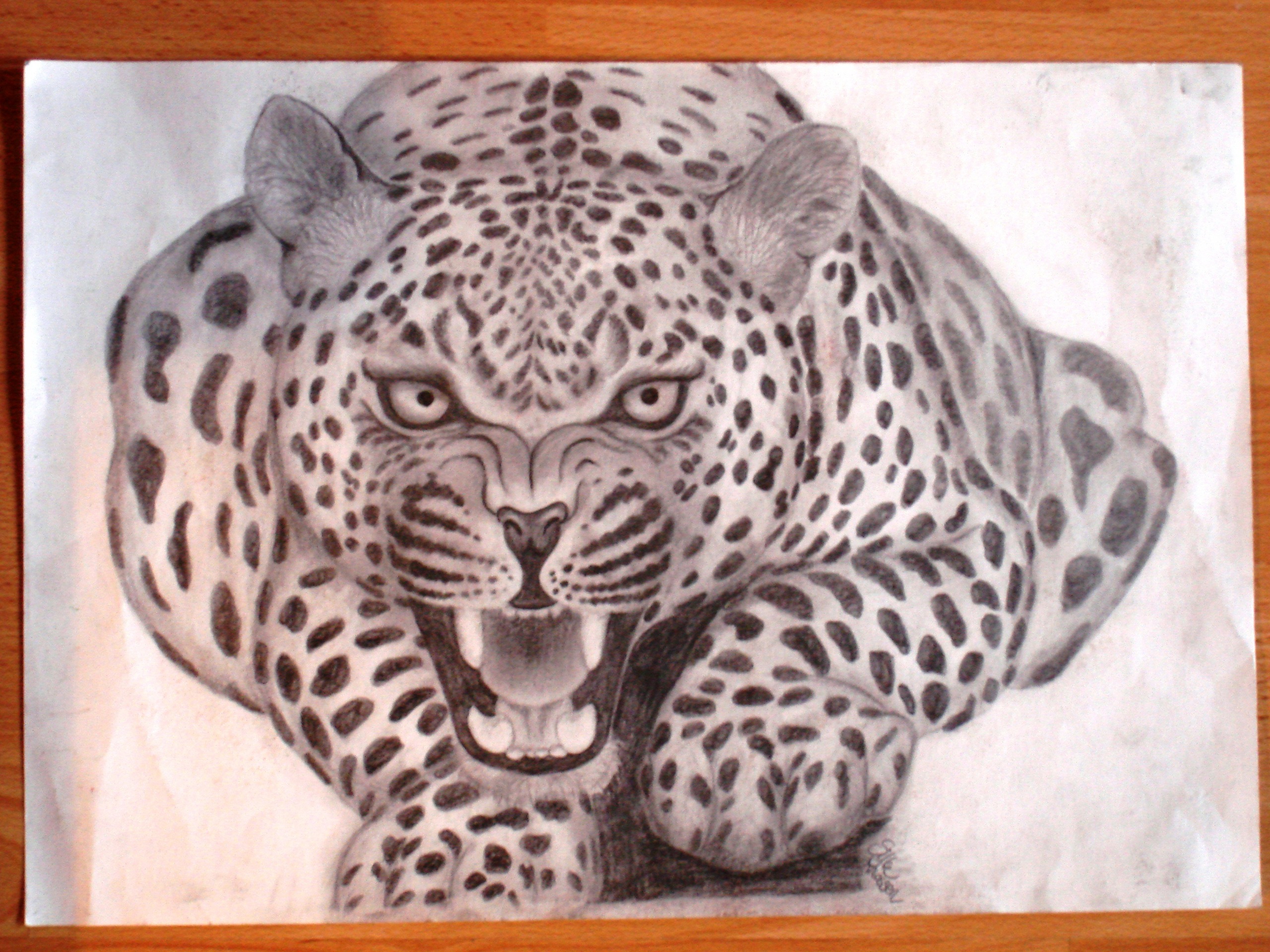 Jaguar Drawing Fan Art 31846749 Fanpop