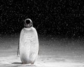 Penguin  - animals photo