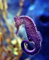 Seahorse  - animals photo