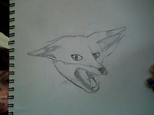  Yawning zorro, fox