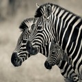 Zebras  - animals photo