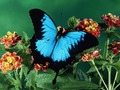 blue_butterfly - beautiful-pictures photo