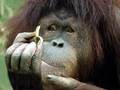 cute ape - monkeys photo