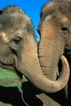 elephants - animals photo