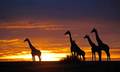giraffes - animals photo