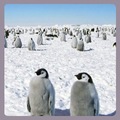 penguins! - animals photo
