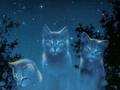 warriors-novel-series - starclan cats wallpaper